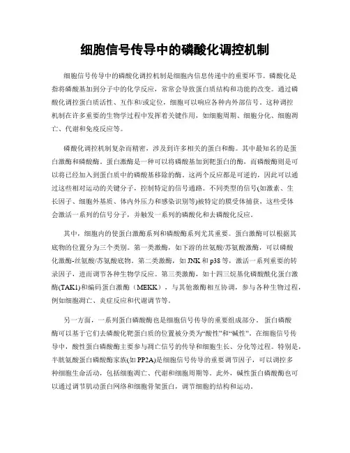 细胞信号传导中的磷酸化调控机制