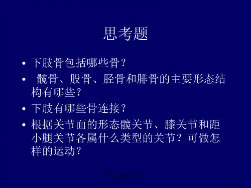 人体解剖学下肢骨及其连结精品医学PPT课件