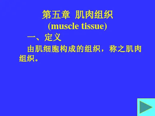肌肉组织