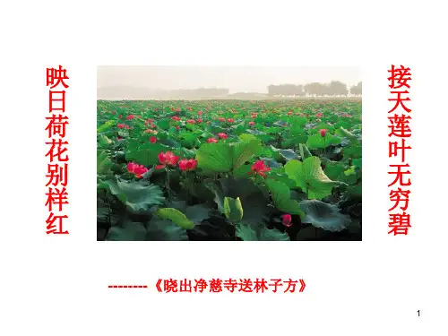 《清塘荷韵》教学PPT课件