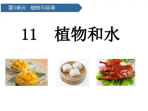 二年级上科学优秀课件-第11课植物和水 青岛版(六年制)(12页PPT)
