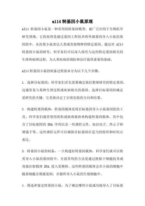 ai14转基因小鼠原理