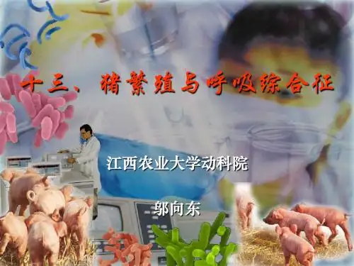 猪繁殖与呼吸综合征