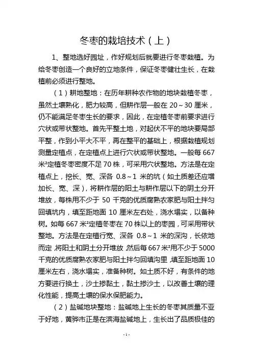 冬枣的栽培技术(上)