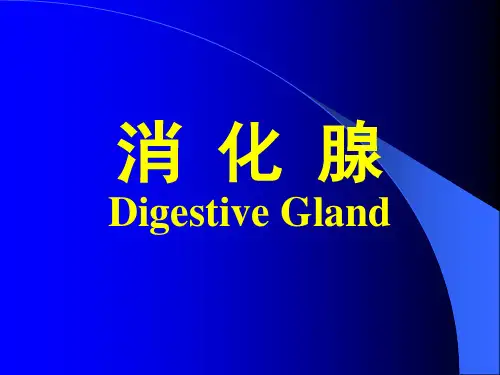 消化腺系统