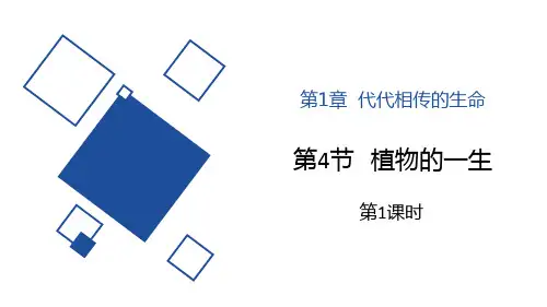 浙教版七年级科学下册《植物的一生》PPT优质课件