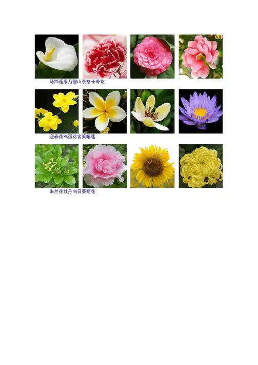 花卉图鉴大全