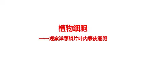 2024年鲁科版六年级生物上册 2.1.1_植物细胞(第1课时)(课件)