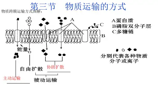 新人教版必修1高中生物4.3 物质运输的方式