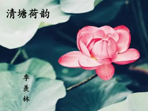 《清塘荷韵》课件