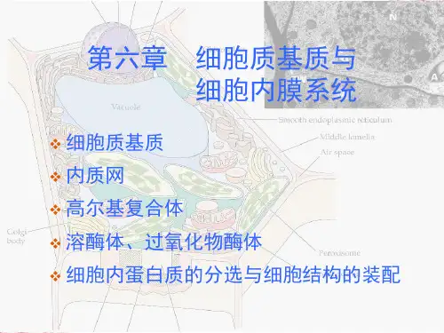 细胞生物学06细胞质基质与细胞内膜系统