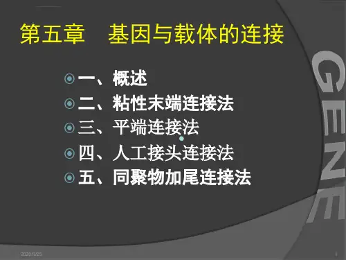 基因工程5章基因与载体的连接课件