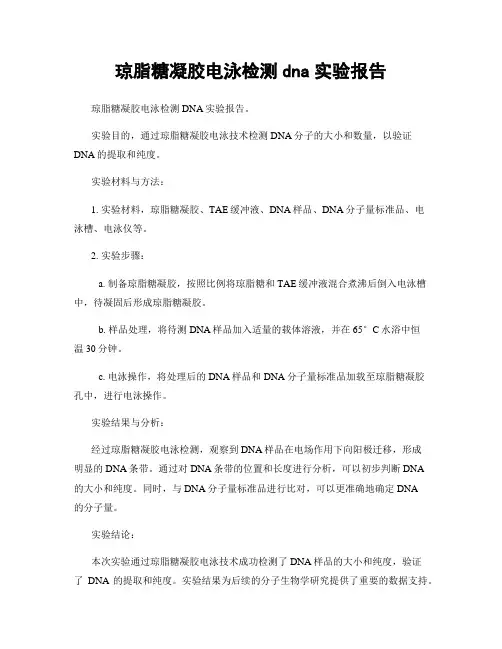 琼脂糖凝胶电泳检测dna实验报告