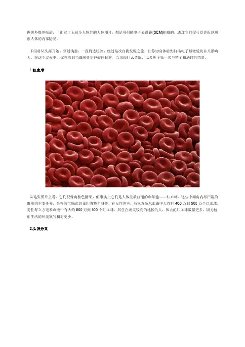 扫描电子显微镜（sem）拍摄的人体图片[整理版]