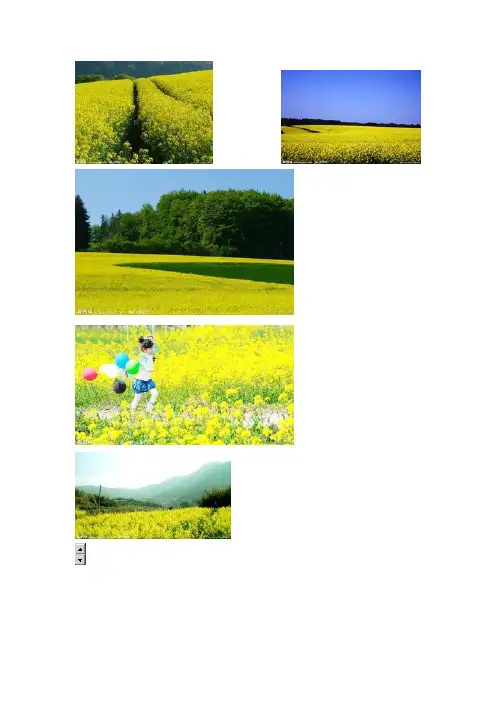 关于油菜花的作文