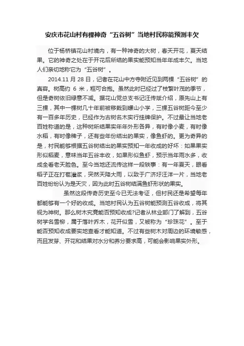 安庆市花山村有棵神奇“五谷树”当地村民称能预测丰欠