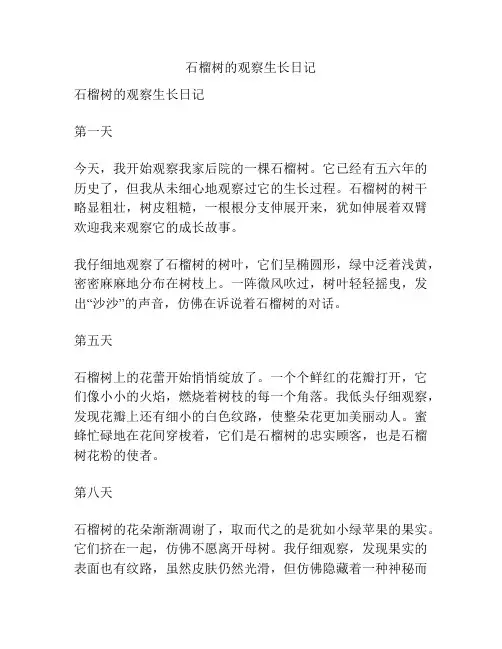石榴树的观察生长日记
