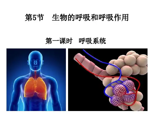 3.5生物的呼吸和呼吸作用-浙教版八年级科学下册课件
