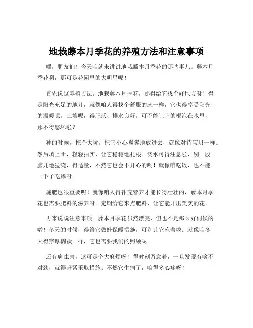 地栽藤本月季花的养殖方法和注意事项