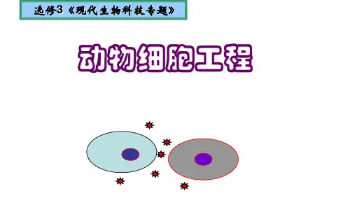 人教版高中生物选修三2.2《动物细胞工程》课件 (共11张PPT)