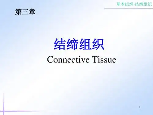 第3章：结缔组织