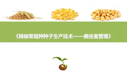 辣椒常规种种子生产技术—病虫害管理