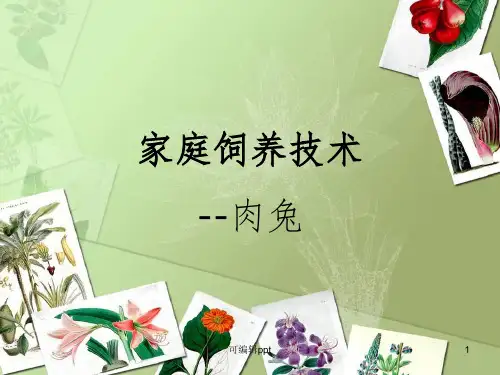 养兔实用技术培训资料ppt课件