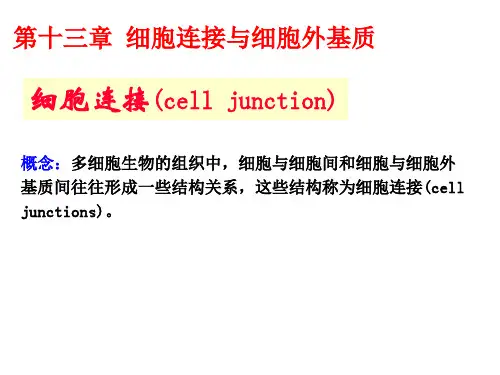 细胞生物学-细胞连接与细胞外基质