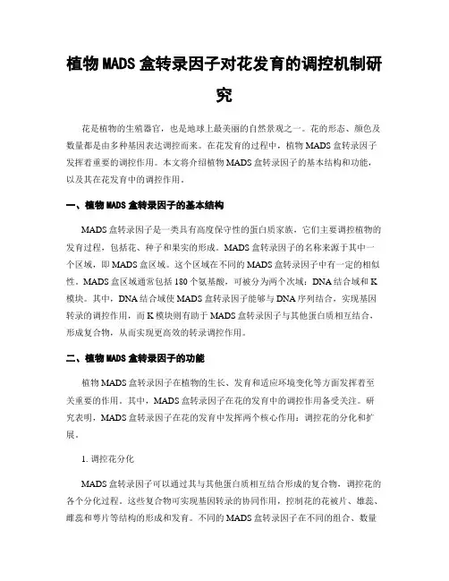 植物MADS盒转录因子对花发育的调控机制研究