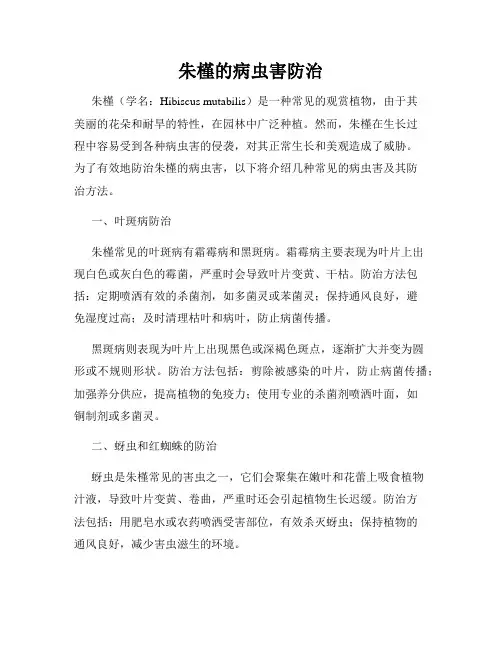 朱槿的病虫害防治