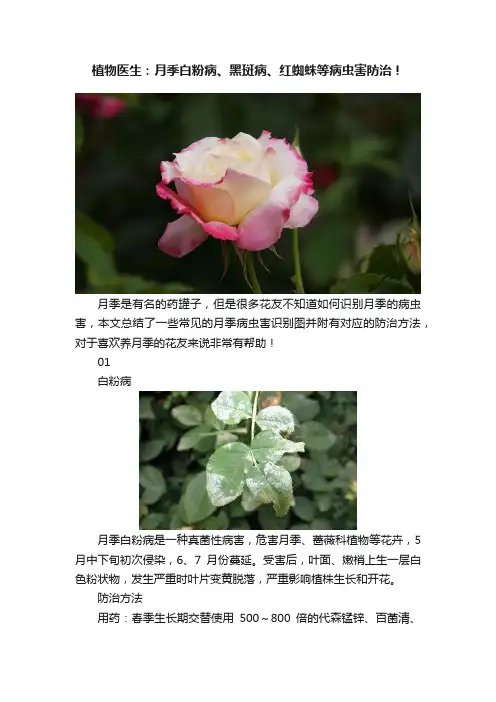 植物医生：月季白粉病、黑斑病、红蜘蛛等病虫害防治！