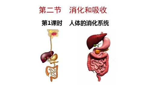 第二节 消化和吸收课件人教版生物七年级下册
