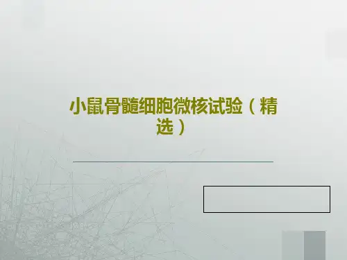 小鼠骨髓细胞微核试验(精选)PPT文档共19页