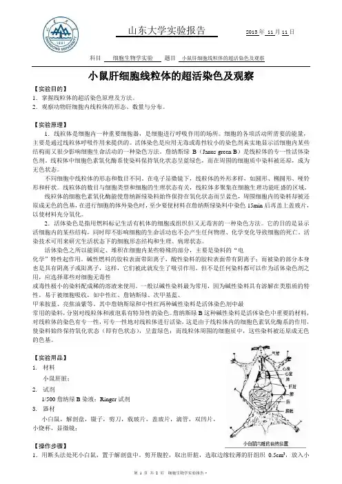 小鼠肝细胞线粒体的超活染色及观察实验报告 山东大学