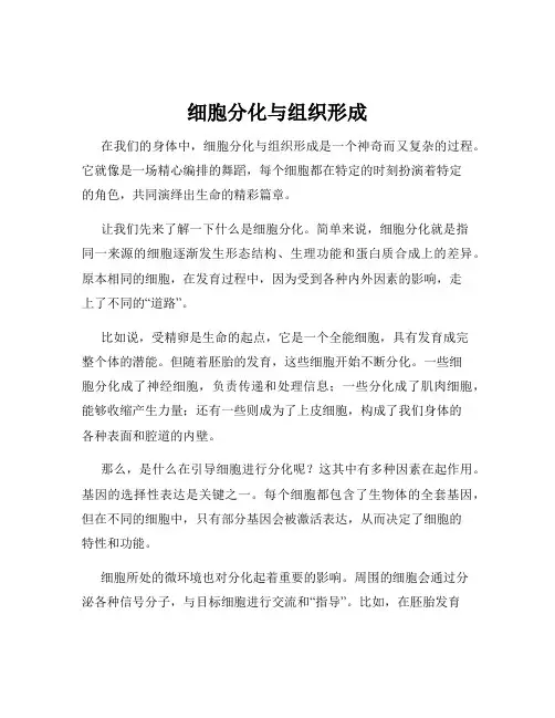 细胞分化与组织形成