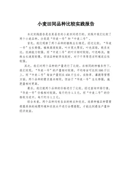 小麦田间品种比较实践报告