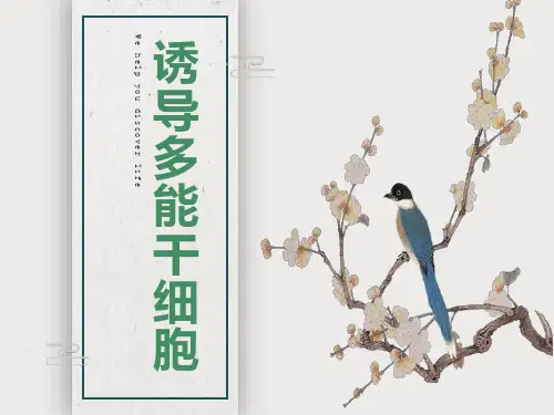 诱导多能干细胞