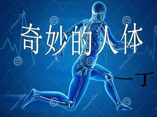 奇妙的人体PPT课件