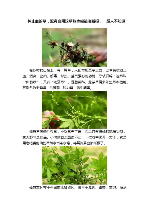 一种止血的草，流鼻血用这草熬水喝能治断根，一般人不知道