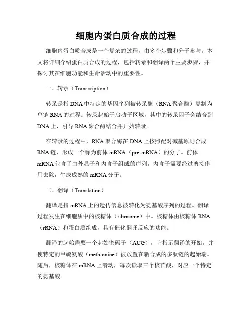细胞内蛋白质合成的过程