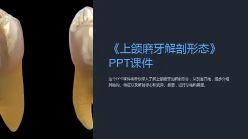 《上颌磨牙解剖形态》课件