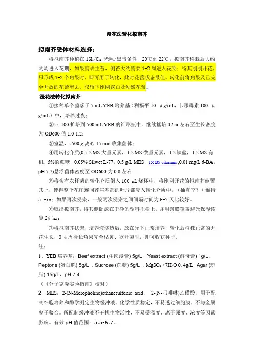 浸花法转化拟南芥