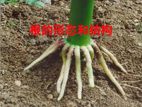 华东师大版初中科学八上绿色开花植物的营养器官 (2)