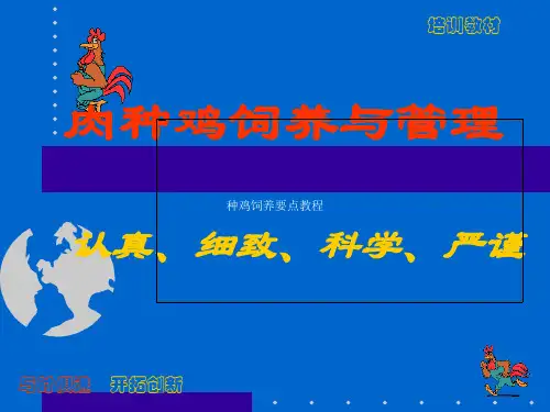 种鸡饲养要点教程