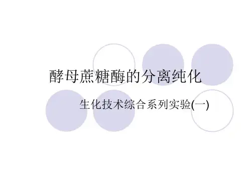 酵母蔗糖酶的分离纯化