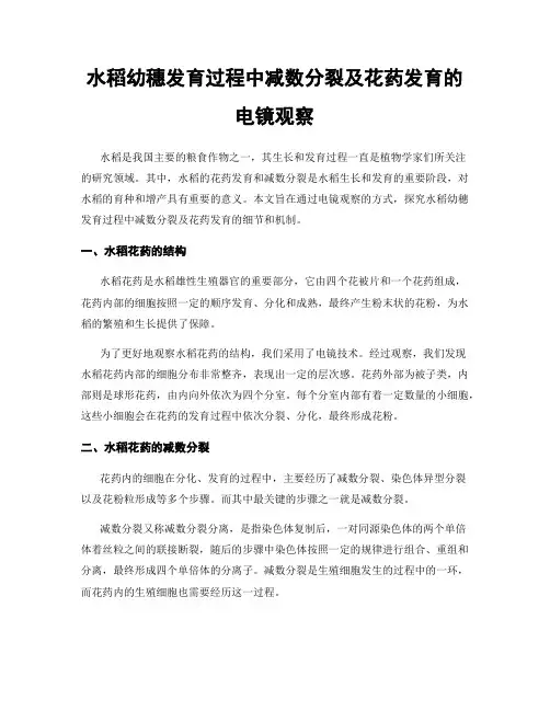 水稻幼穗发育过程中减数分裂及花药发育的电镜观察