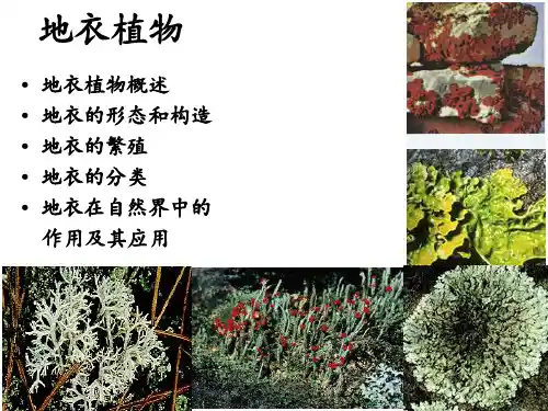 高中生物竞赛课件植物分类学——地衣苔藓蕨类+