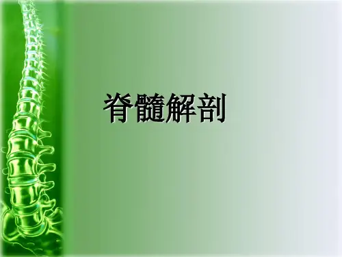 脊髓解剖