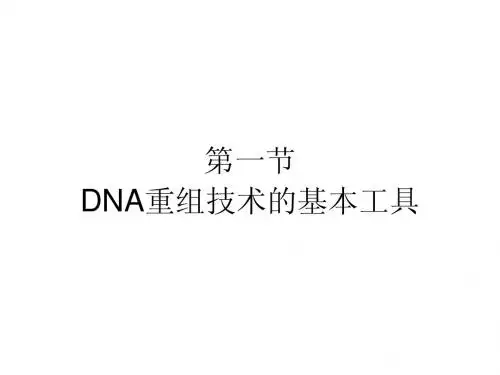课件 基因工程的主要工具