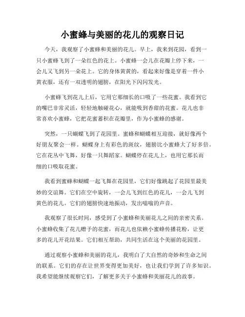 小学三年级作文小蜜蜂与美丽的花儿的观察日记